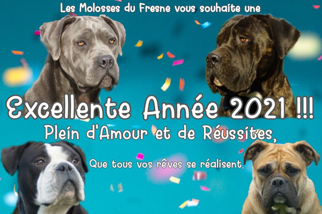 Des Molosses Du Fresne - Excellente Année 2021 !!!