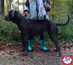 Nasha princessa Des Molosses Du Fresne