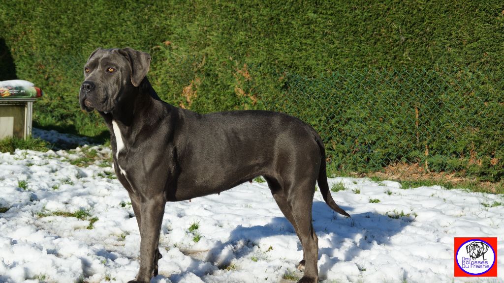 Pure innocente Des Molosses Du Fresne