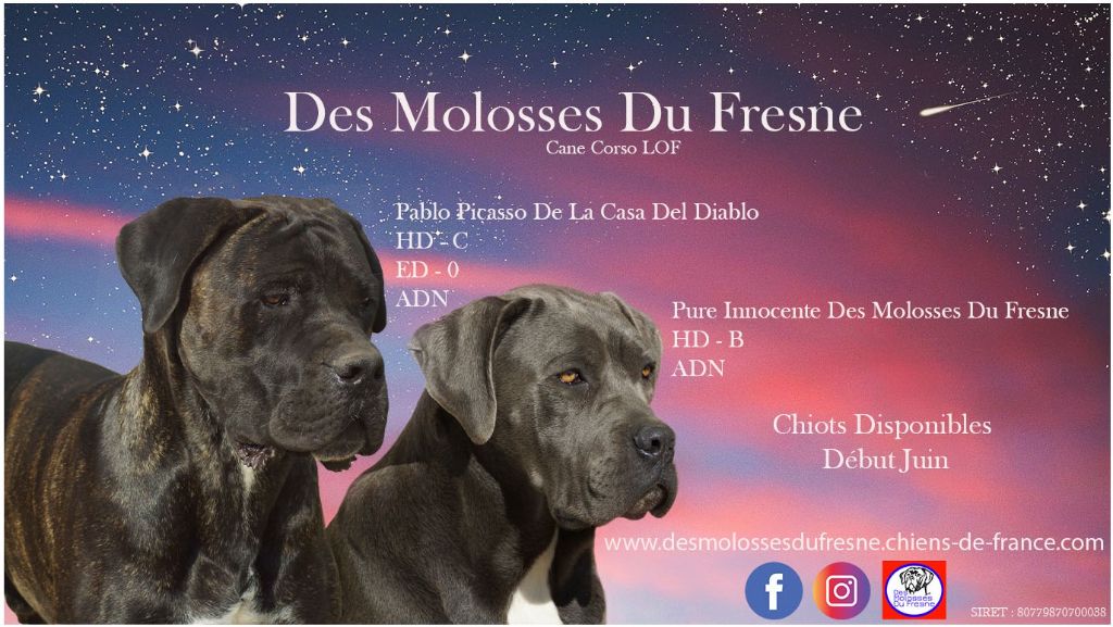 Chiots à Réserver !